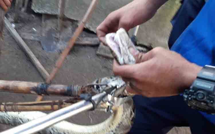Tim Rescue Diskarmat Evakuasi Ular Piton Sepanjang 4 Meter