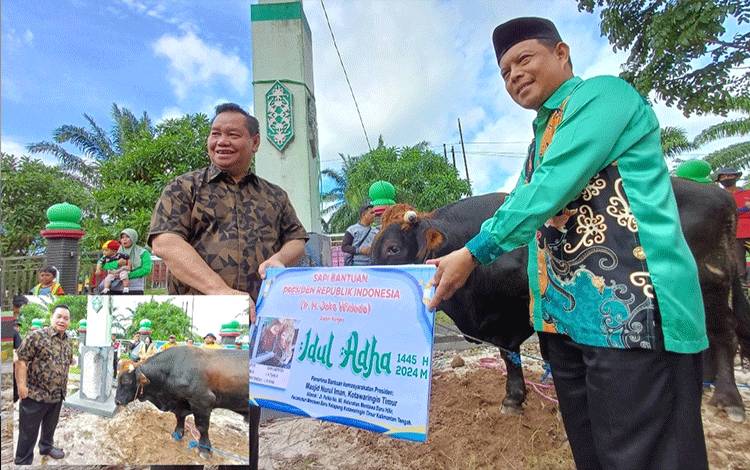 Pemkab Kotim Terima Seekor Sapi Kurban Berat 1 Ton dari Presiden?