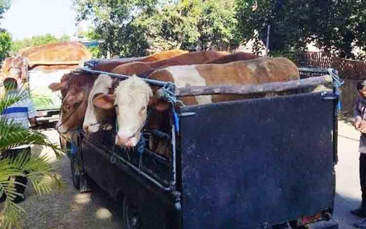 Gelombang Pertama, 5 Sapi Kurban H Abdul Rasyid AS Disalurkan ke Lamandau