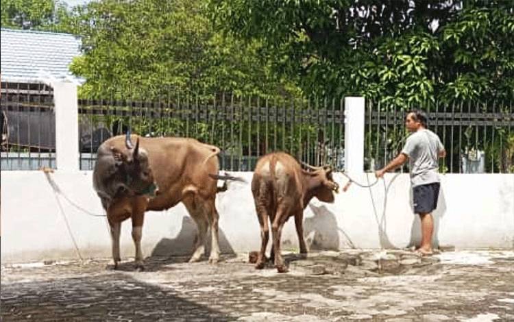 H Abdul Rasyid AS Berbagi Hewan Kurban ke Disbun Kalteng