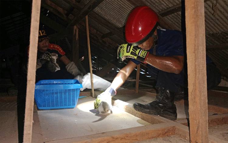 Team Rescue Diskarmat Palangka Raya Evakuasi 4 Ekor Anak Kucing yang Terjebak di Plafon Rumah Warga