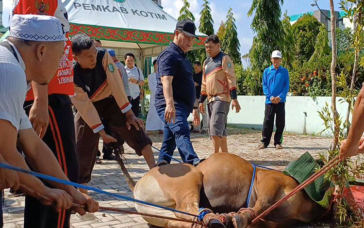 Bupati Kotim Pantau Penyembelihan Hewan Kurban di Masjid Agung Wahyu Al Hadi?