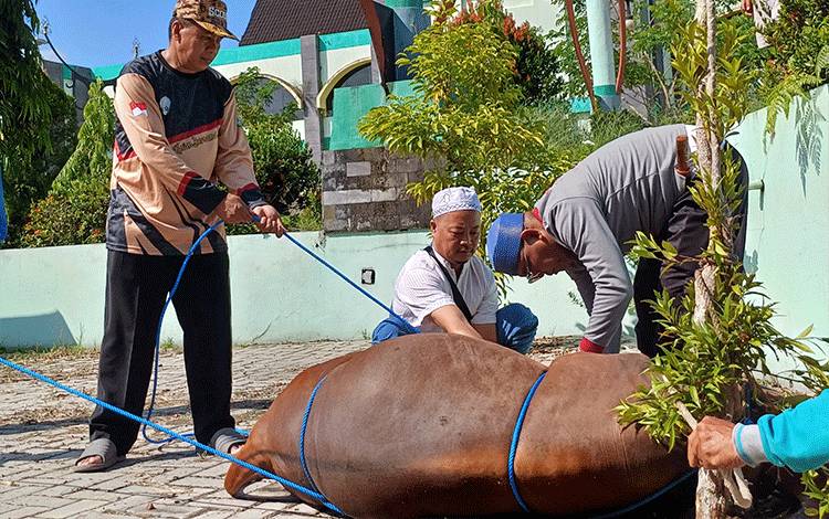 PHBI Kotim Sembelih 10 Sapi dan 3 Kambing Kurban Hari Raya Idul Adha 1445 H