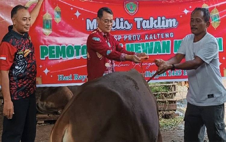 Majelis Taklim DPMPTSP Kalteng Kurban Satu Ekor Sapi