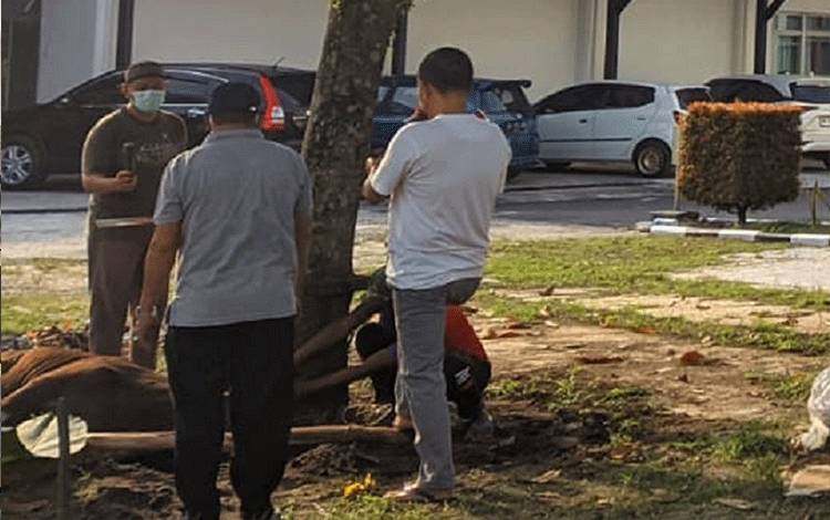 Inspektorat Kalteng Kurban Dua Ekor Sapi
