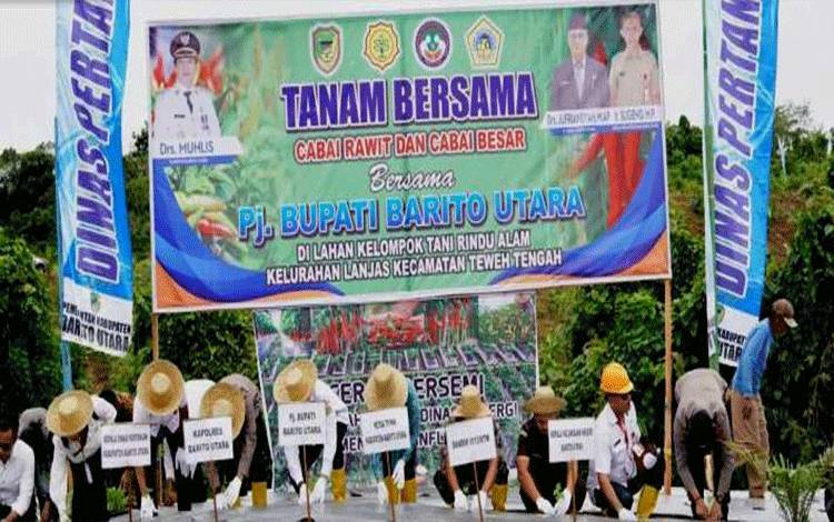 Tanam Cabai Bersama Sebagai Upaya Meningkatkan Produksi