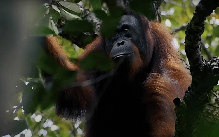 Staf Ahli Ekoubang Kalteng Ingatkan Peran Penting Kelestarian Orang Utan bagi Ekosistem Hutan