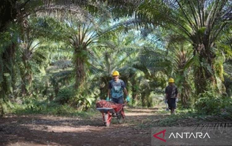 Kementerian ATR Inventarisasi Sertifikat Lahan 537 Perusahaan Sawit