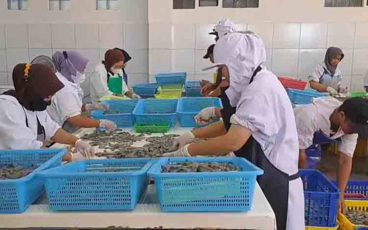 Dislutkan Kalteng Klaim Hasil Panen Shrimp Estate Berkah Memuaskan  ?
