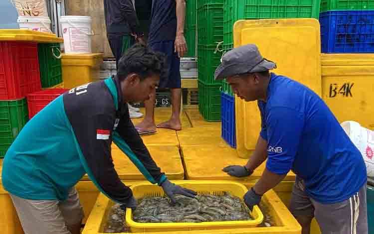 Darliansjah: Panen Parsial Kurangi Kepadatan Populasi  ?