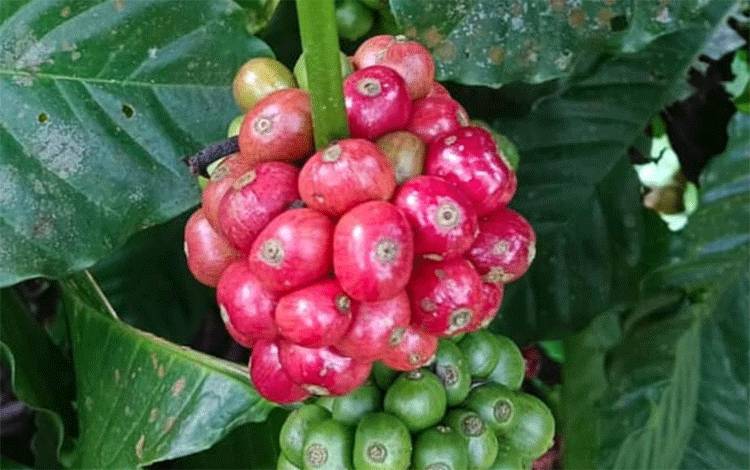 Disbun Kalteng Nilai Kopi Komoditas Penting Setelah Sawit dan Kakao