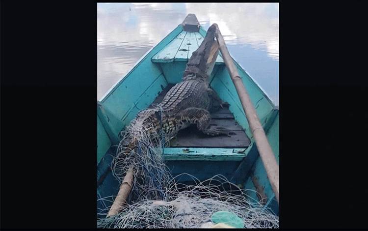 Seekor Buaya Terjerat Jaring Ikan Warga di Parenggean Kotim