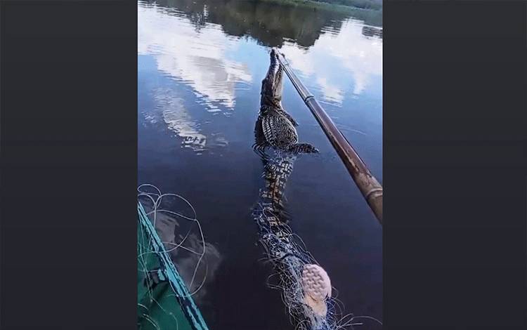BKSDA Pastikan Buaya Terjerat Jaring Ikan di Parenggean Tak Ditangkap Warga dan Kembali Dilepas