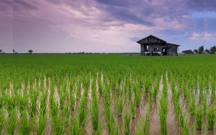 Pabrik dan Penggilingan Beras Masuk Proyek Strategis Daerah