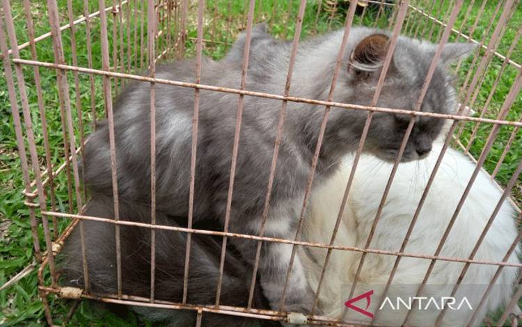 Warga Diimabu Rutin Beri Vaksin Hewan Peliharaan Cegah Rabies