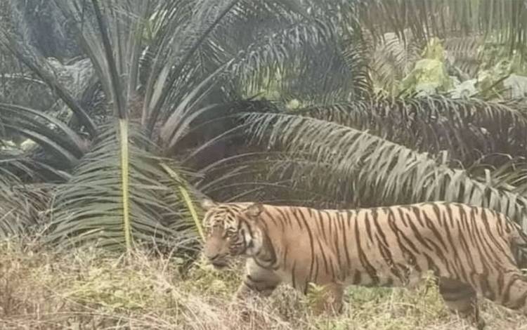 BBKSDA Tindaklanjuti Laporan Pekerja Tewas Diterkam Harimau