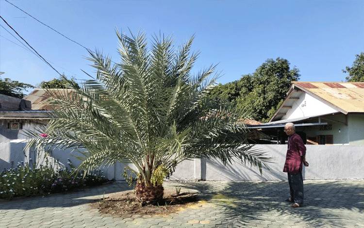 Kurma Lombok Utara Ikuti Pameran Kurma Internasional di Abu Dhabi