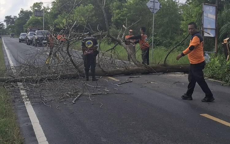 TRC BPBD Kota Palangka Raya Pangkas dua Pohon Rawan Tumbang