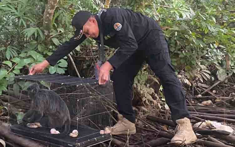 BKSDA Sampit Kembalikan Lutung Abu-abu Tersengat Listrik ke Habitatnya