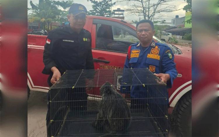 BKSDA Sampit Evakuasi Lutung yang Tersengat Listrik