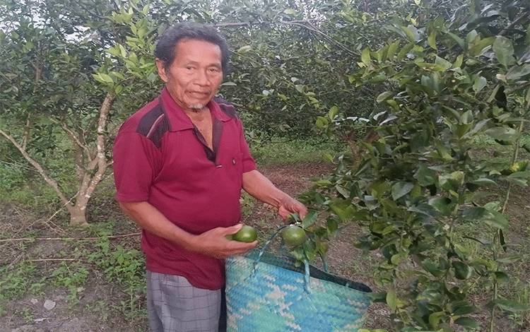 Petani Jeruk Tahai Baru Keluhkan Harga Penjualan Turun di Tengah Panen Raya