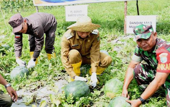Pj Bupati Barito Utara Panen Semangka dan Melon di Desa Kamawen