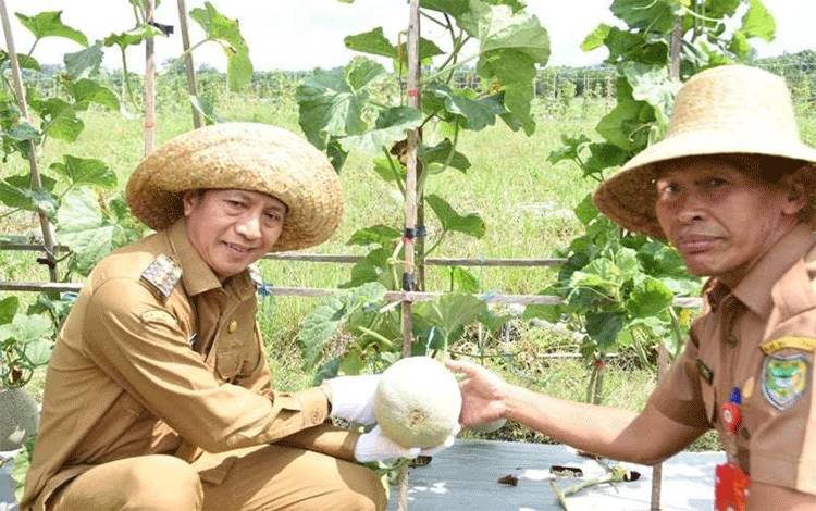 Pemkab Barito Utara Berusaha Tingkatkan Lahan dan Kualitas Semangka