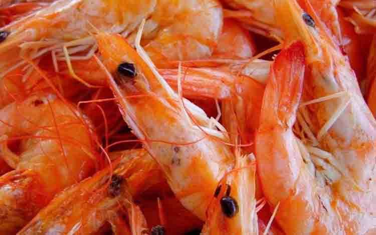 Shrimp Estate Diharap Sukseskan Target Ekspor Udang Nasional