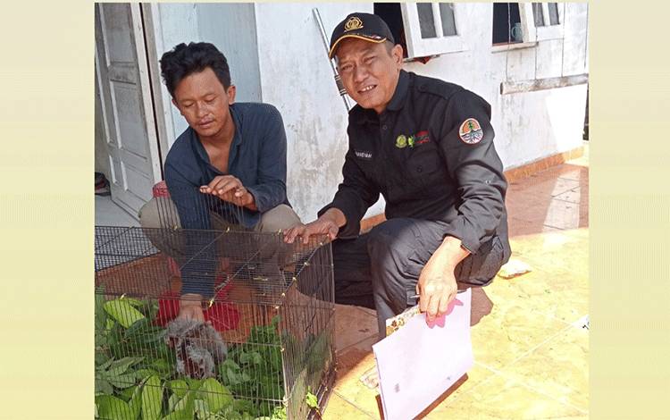 Warga Kotim Serahkan Kukang yang Sempat Dirawat 1 Bulan ke BKSDA Sampit