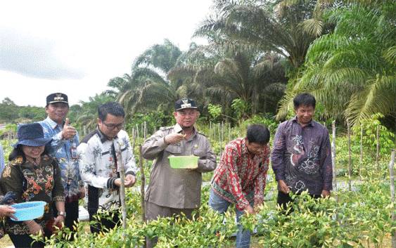 Pemkab Katingan Kembangkan Pertanian Cabai Sampai Tingkat Desa