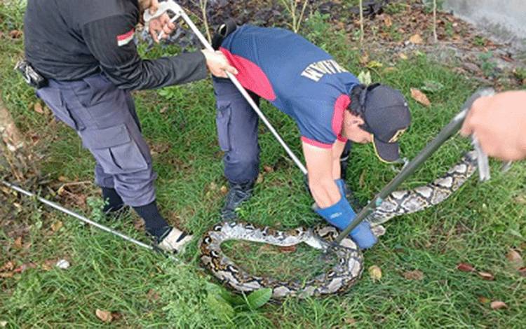 Ular Piton 4 Meter Ditemukan di Persimpangan Jalan Kapur Naga