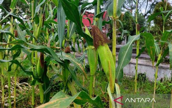 Kotim Kembangkan Pertanian Jagung di 9 Kecamatan
