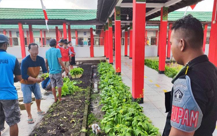 WBP Panen Sawi, Pembinaan Holtikultura di Rutan Kapuas Berbuah Manis