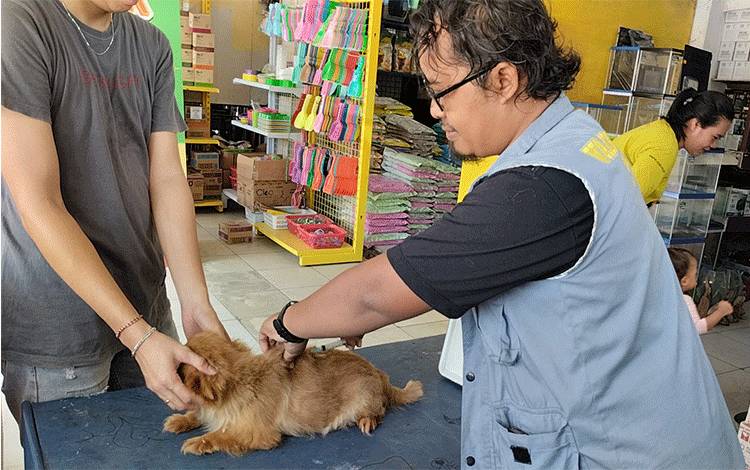 Dokter Hewan Sebut Tingkat Kematian Akibat Rabies 100 Persen