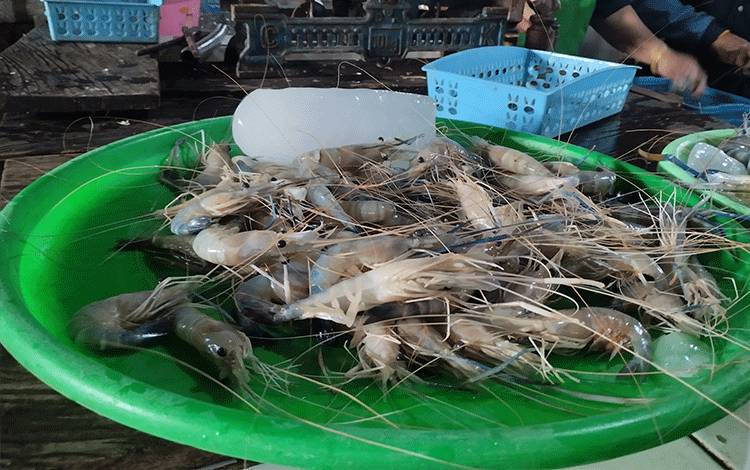 Nilai Tukar Pembudidaya Ikan di Kalteng Alami Penurunan Cukup Dalam