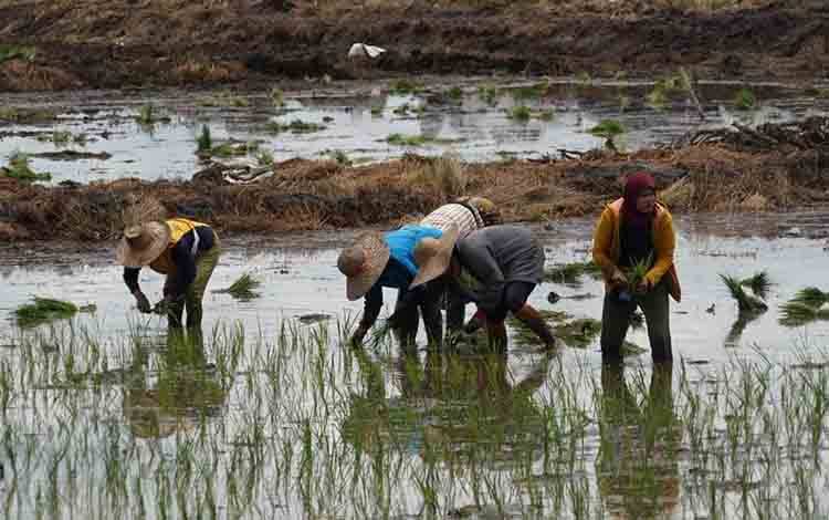 Padi Ladang Miliki Berpotensi Besar di Kalteng