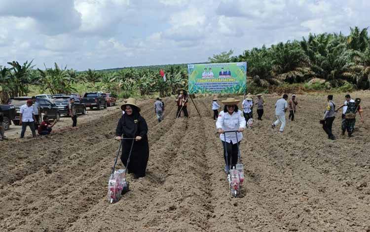 Pemkab Kotim Kembangkan Tanaman Jagung Seluas 390 Hektare di 9 Kecamatan