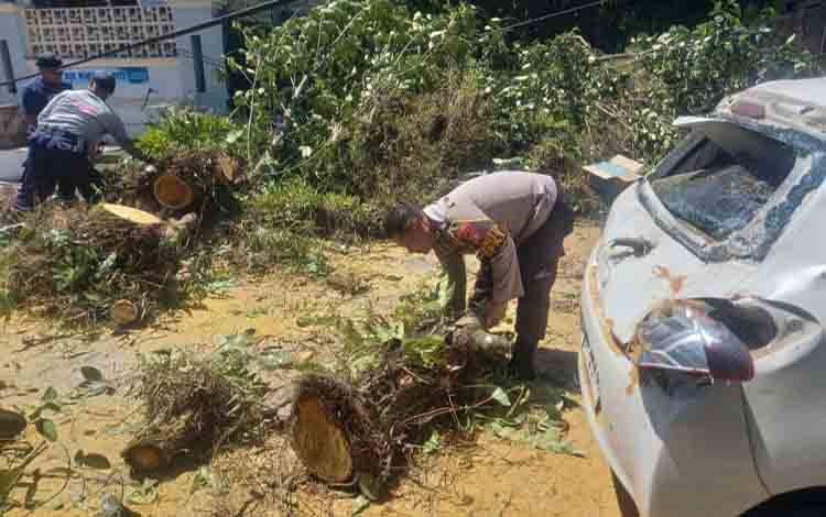 Dewan Kobar Minta Pohon Peneduh Perlu Pemeliharaan Rutin, Cegah Pohon Tumbang