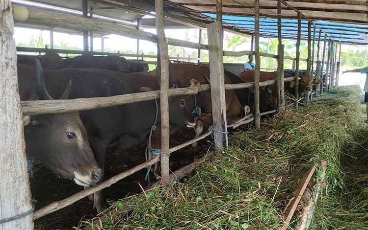 Nilai Tukar Petani Peternakan Kalteng Alami Penurunan Hingga 0,34 Persen
