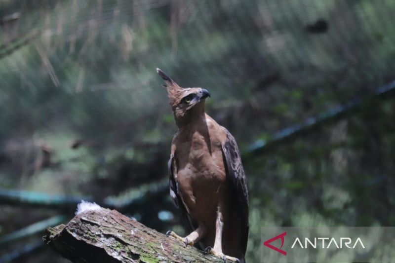 Elang jawa betina, Sally, dilepasliarkan divGunung Halimun Salak, Pamijahan, Kabupaten Bogor, Jawa Barat. (ANTARA/HO-SEGS)