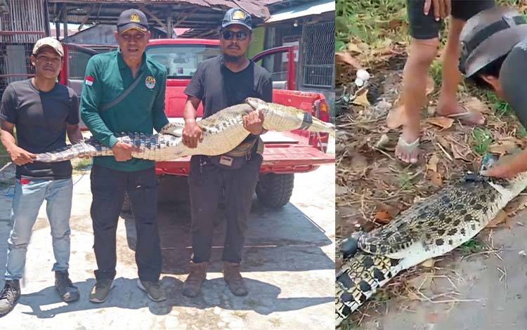 Seekor Buaya Tertangkap Warga di Sungai Mentaya Sampit