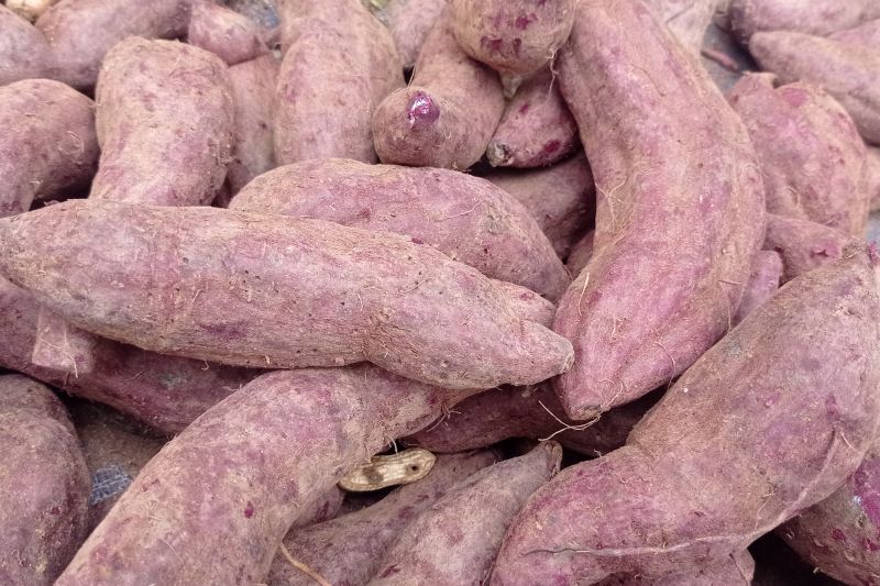 Produksi ubi jalar ungu yang dikembangkan petani Kabupaten Lebak dapat meningkatkan kesejahteraan keluarga karena permintaan pasar cenderung meningkat.ANTARA/Mansur
