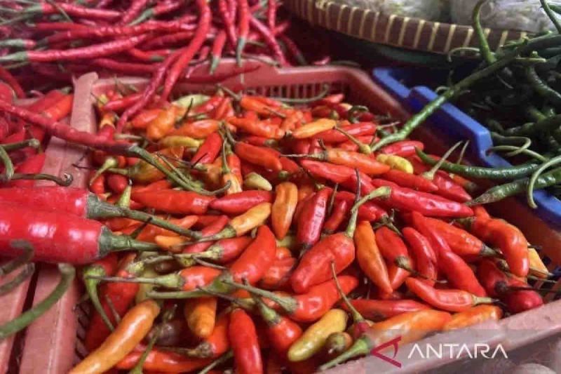 Harga Cabai Rawit Merah di Pangkalan Bun Turun, Rawit Hijau Naik