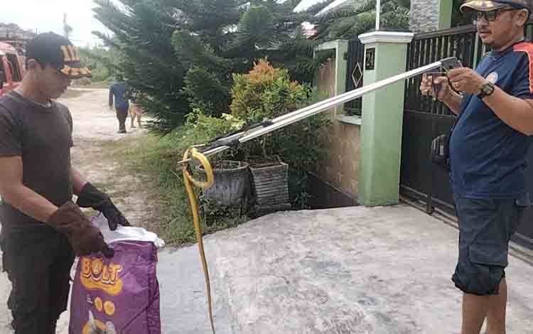Ular King Cobra Kalimantan Bikin Geger, Tim Rescue Damkar Berhasil Evakuasi