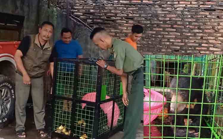 BKSDA Kalteng Pindahkan Beruang Madu Teror Warga Sampit ke Pangkalan Bun