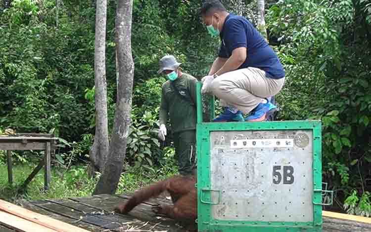 Pulau Salat Kedatangan Penghuni Baru: 2 Individu Orangutan