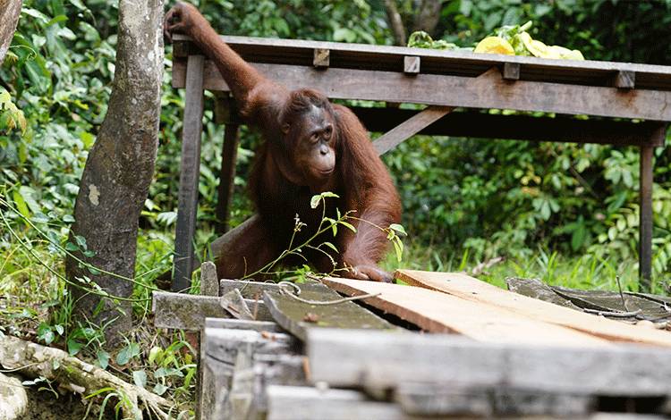 SSMS Tingkatkan Kepatuhan terhadap RSPO dan ISPO