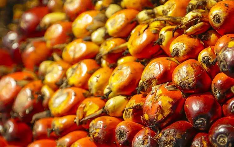 Harga Inti Sawit Kalteng Ikut Alami Penurunan
