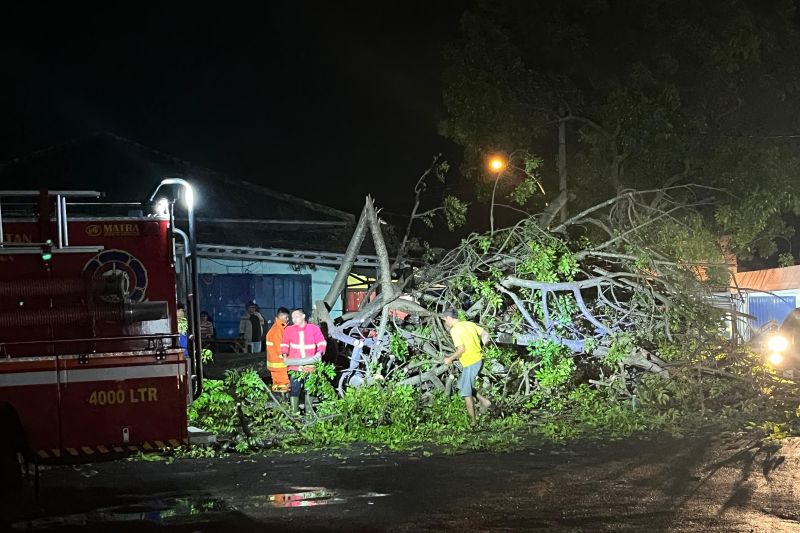 Evakuasi Pohon Tumbang di Lampung Selatan Terjadi Tanpa Korban