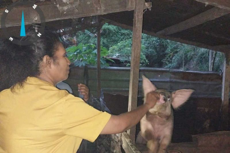 Pemerintah Jayapura Imbau Vaksinasi Babi untuk Cegah Hog Cholera